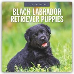 Abbildung von Red | Black Labrador Retriever Puppies - Schwarze Labrador Retriever Welpen 2026 - 16-Monatskalender | 1. Auflage | 2025 | beck-shop.de
