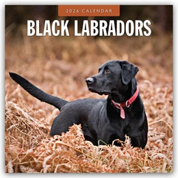 Abbildung von Red | Black Labrador Retrievers - Schwarze Labrador Retriever 2026 - 16-Monatskalender | 1. Auflage | 2025 | beck-shop.de
