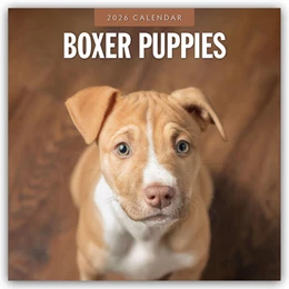 Abbildung von Red | Boxer Puppies - Deutsche Boxer Welpen 2026 - 16-Monatskalender | 1. Auflage | 2025 | beck-shop.de