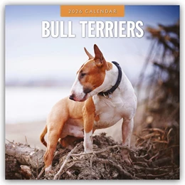 Abbildung von Red Robin | Bull Terriers 2026 Square Wall Calendar | 1. Auflage | 2025 | beck-shop.de