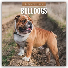 Abbildung von Red | Bulldogs - Bulldoggen 2026 - 16-Monatskalender | 1. Auflage | 2025 | beck-shop.de