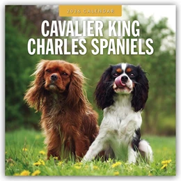 Abbildung von Red | Cavalier King Charles Spaniels - Cavalier King Charles Spaniel 2026 - 16-Monatskalender | 1. Auflage | 2025 | beck-shop.de