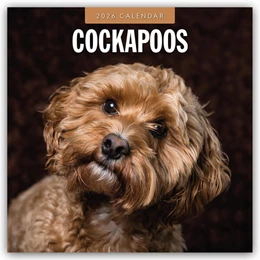 Abbildung von Red | Cockapoos - Cockapoo 2026 - 16-Monatskalender | 1. Auflage | 2025 | beck-shop.de