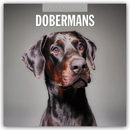 Abbildung von Red | Dobermans - Dobermann 2026 - 16-Monatskalender | 1. Auflage | 2025 | beck-shop.de