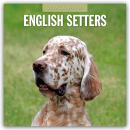 Abbildung von Red | English Setters - Englisch Setter 2026 - 16-Monatskalender | 1. Auflage | 2025 | beck-shop.de