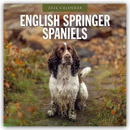 Abbildung von Red | English Springer Spaniels - Englisch Springer Spaniels 2026 - 16-Monatskalender | 1. Auflage | 2025 | beck-shop.de