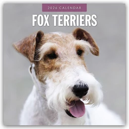 Abbildung von Red | Fox Terriers - Foxterrier 2026 - 16-Monatskalender | 1. Auflage | 2025 | beck-shop.de