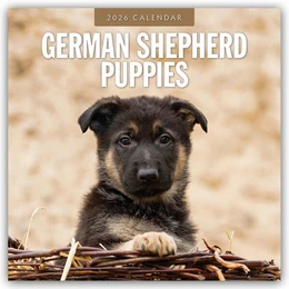 Abbildung von Red | German Shepherd Puppies - Deutsche Schäferhunde Welpen 2026 - 16-Monatskalender | 1. Auflage | 2025 | beck-shop.de