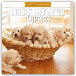 Abbildung von Red | Golden Retriever Puppies - Golden Retriever Welpen 2026 - 16-Monatskalender | 1. Auflage | 2025 | beck-shop.de