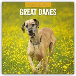 Abbildung von Red | Great Danes - Deutsche Dogge 2026 - 16-Monatskalender | 1. Auflage | 2025 | beck-shop.de
