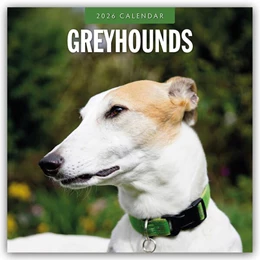 Abbildung von Red | Greyhound - Windhund 2026 - 16-Monatskalender | 1. Auflage | 2025 | beck-shop.de
