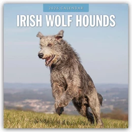 Abbildung von Red | Irish Wolfhounds - Irischer Wolfshund 2026 - 16-Monatskalender | 1. Auflage | 2025 | beck-shop.de