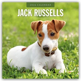 Abbildung von Red | Jack Russells - Jack Russell Terrier 2026 - 16-Monatskalender | 1. Auflage | 2025 | beck-shop.de