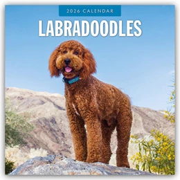 Abbildung von Red | Labradoodles - Labradoodle 2026 - 16-Monatskalender | 1. Auflage | 2025 | beck-shop.de