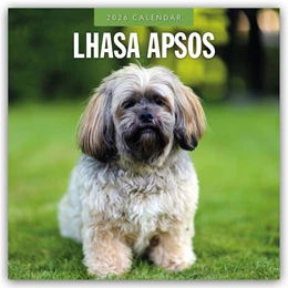 Abbildung von Red | Lhasa Apsos - Lhasa Apso 2026 - 16-Monatskalender | 1. Auflage | 2025 | beck-shop.de
