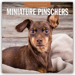 Abbildung von Red | Miniature Pinschers - Zwergpinscher - Rehpinscher 2026 - 16-Monatskalender | 1. Auflage | 2025 | beck-shop.de
