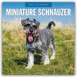 Abbildung von Red | Miniature Schnauzer - Zwergschnauzer 2026 - 16-Monatskalender | 1. Auflage | 2025 | beck-shop.de