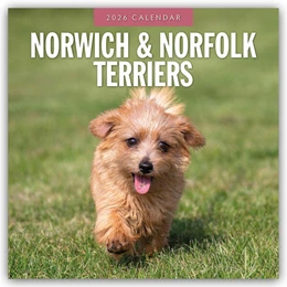 Abbildung von Red | Norwich Terrier und Norfolk Terrier 2026 - 16-Monatskalender | 1. Auflage | 2025 | beck-shop.de