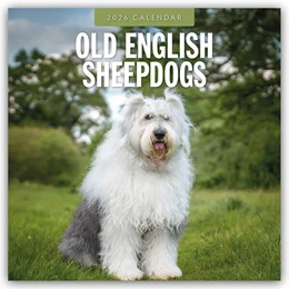 Abbildung von Red | Old English Sheepdogs - Bobtail 2026 - 16-Monatskalender | 1. Auflage | 2025 | beck-shop.de