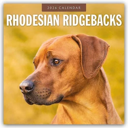 Abbildung von Red | Rhodesian Ridgebacks - Rhodesian Ridgeback 2026 - 16-Monatskalender | 1. Auflage | 2025 | beck-shop.de