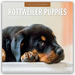 Abbildung von Red | Rottweiler Puppies - Rottweiler Welpen 2026 - 16-Monatskalender | 1. Auflage | 2025 | beck-shop.de