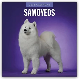 Abbildung von Red | Samoyeds - Samojede - Samojedenspitz 2026 - 16-Monatskalender | 1. Auflage | 2025 | beck-shop.de
