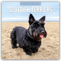 Abbildung von Red | Scottish Terrier - Scotchterrier 2026 - 16-Monatskalender | 1. Auflage | 2025 | beck-shop.de