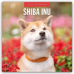 Abbildung von Red | Shiba Inu 2026 - 16-Monatskalender | 1. Auflage | 2025 | beck-shop.de