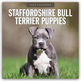 Abbildung von Red | Staffordshire Bull Terrier Puppies - Staffordshire Bullterrier Welpen 2026 - 16-Monatskalender | 1. Auflage | 2025 | beck-shop.de