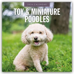 Abbildung von Red | Toy and Miniature Poodles - Zwergpudel 2026 - 16-Monatskalender | 1. Auflage | 2025 | beck-shop.de