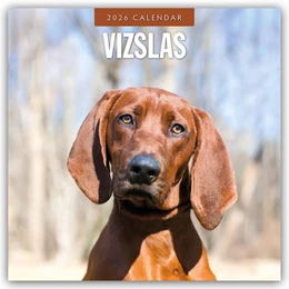 Abbildung von Red | Vizslas - Magyar Vizsla - Kurzhaariger Ungarischer Vorstehhund 2026 - 16-Monatskalender | 1. Auflage | 2025 | beck-shop.de