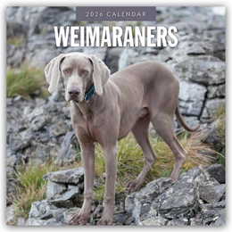 Abbildung von Red | Weimaraners - Weimaraner 2026 - 16-Monatskalender | 1. Auflage | 2025 | beck-shop.de
