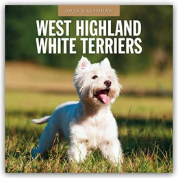Abbildung von Red | West Highland White Terriers - West Highland White Terrier - Westie 2026 - 16-Monatskalender | 1. Auflage | 2025 | beck-shop.de