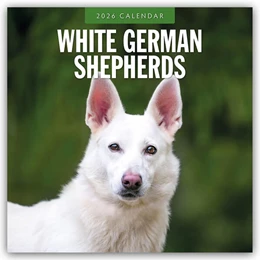 Abbildung von Red | White German Shepherds - Weißer Deutscher Schäferhund 2026 - 16-Monatskalender | 1. Auflage | 2025 | beck-shop.de