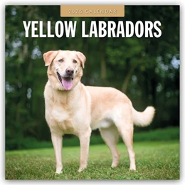 Abbildung von Red | Yellow Labrador Retrievers - Gelber Labrador Retriever 2026 - 16-Monatskalender | 1. Auflage | 2025 | beck-shop.de