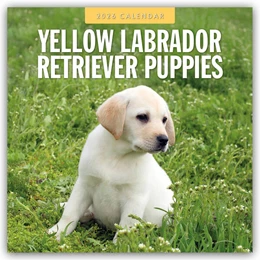 Abbildung von Red | Yellow Labrador Retriever Puppies - Gelbe Labrador Retriever Welpen 2026 - 16-Monatskalender | 1. Auflage | 2025 | beck-shop.de