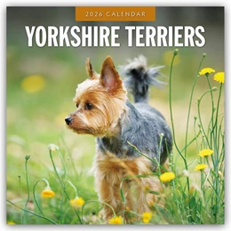 Abbildung von Red | Yorkshire Terriers - Yorkshire Terrier 2026 - 16-Monatskalender | 1. Auflage | 2025 | beck-shop.de