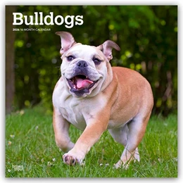 Abbildung von Publishers | Bulldogs - Bulldogge 2026 - 16-Monatskalender | 1. Auflage | 2025 | beck-shop.de