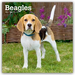 Abbildung von Publishers | Beagles 2026 - 16-Monatskalender | 1. Auflage | 2025 | beck-shop.de