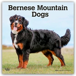 Abbildung von Publishers | Bernese Mountain Dogs - Berner Sennenhund 2026 - 16-Monatskalender | 1. Auflage | 2025 | beck-shop.de
