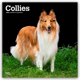 Abbildung von Publishers | Collies - Langhaarcollie 2026 - 16-Monatskalender | 1. Auflage | 2025 | beck-shop.de