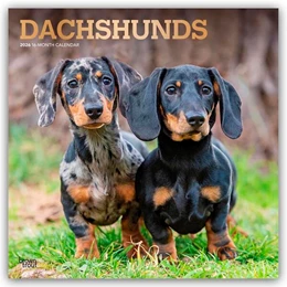 Abbildung von Publishers | Dachshunds - Dackel 2026 - 16-Monatskalender | 1. Auflage | 2025 | beck-shop.de