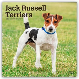 Abbildung von Publishers | Jack Russel Terriers - Jack Russel Terrier 2026 - 16-Monatskalender | 1. Auflage | 2025 | beck-shop.de