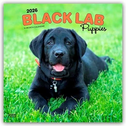 Abbildung von Publishers | Black Labrador Retriever Puppies - Schwarze Labrador Retriever Welpen 2026 - 16-Monatskalender | 1. Auflage | 2025 | beck-shop.de