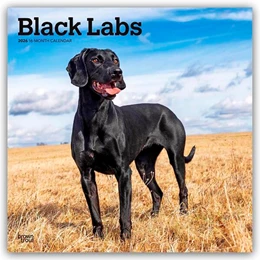 Abbildung von Publishers | Black Labrador Retriever - Schwarze Labrador Retriever 2026 - 16-Monatskalender | 1. Auflage | 2025 | beck-shop.de