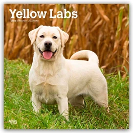 Abbildung von Publishers | Yellow Labrador Retriever - Gelber Labrador Retriever 2026 - 16-Monatskalender | 1. Auflage | 2025 | beck-shop.de