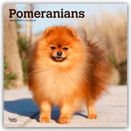 Abbildung von Publishers | Pomeranians - Spitz 2026 - 16-Monatskalender | 1. Auflage | 2025 | beck-shop.de