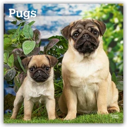 Abbildung von Publishers | Pugs - Mops 2026 - 16-Monatskalender | 1. Auflage | 2025 | beck-shop.de