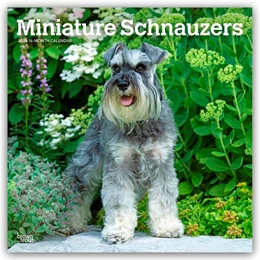 Abbildung von Publishers | Miniature Schnauzers - Zwergschnauzer 2026 - 16-Monatskalender | 1. Auflage | 2025 | beck-shop.de