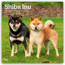 Abbildung von Publishers | Shiba Inu - Shiba 2026 - 16-Monatskalender | 1. Auflage | 2025 | beck-shop.de